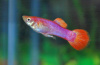 Гуппи розовый фламинго (Guppy pink flamingo)