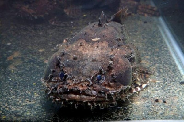 Рыба-жаба (Batrachomoeus trispinosus)