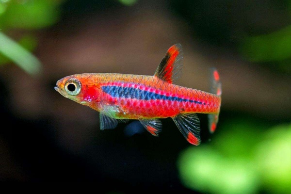 Микрорасбора Бригитты (Boraras brigittae)