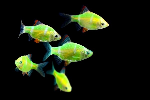 Барбус гонконг глофиш зеленый (Barbus GloFish)