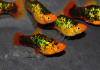 Пецилия закат ситцевый (Xiphophorus maculatus sunset calico Platy)