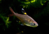 Пристелла прозрачная Тетра (Pristella Maxillaris) 2 см
