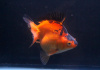 Риукин красно-черный (Goldfish Ryukin red-black )