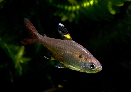 Пристелла прозрачная Тетра (Pristella Maxillaris) 2 см