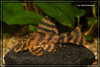 Пеколтия Рио Токантис L080 сом (Peckoltia sp. L080) 3,8 см 