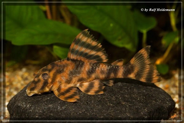 Пеколтия Рио Токантис L080 сом (Peckoltia sp. L080) 3,8 см 