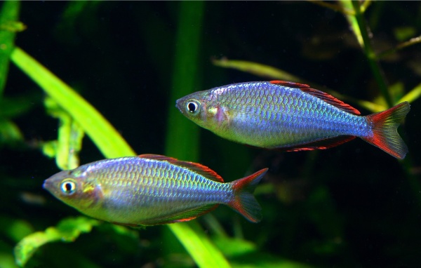 Радужница Неоновая (Melanotaenia Praecox)