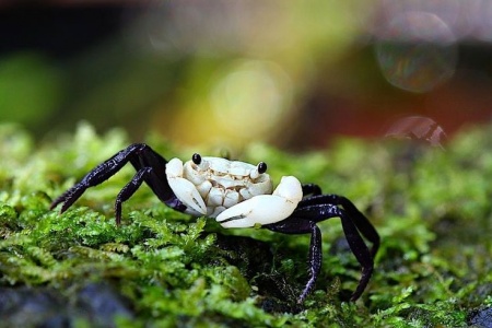 Краб Панда Борнео Krab Panda - (Lepidothelphusa cognetti) самка