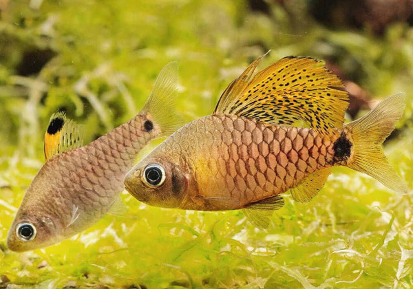 Барбус Ореихтис (Oreichthys crenuchoides)