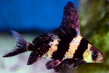 Парусник китайский чукучан (Myxocyprinus asiaticus)