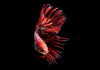 Петушок Коронохвостый розовый самец (Betta-crown-tail-pink)