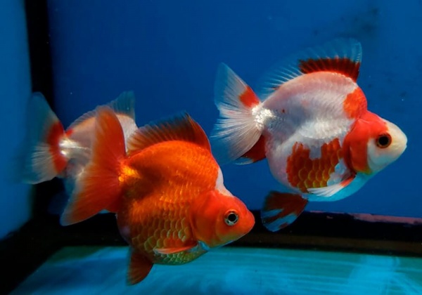 Риукин красный короткохвостый (Goldfish Ryukin red short tail)