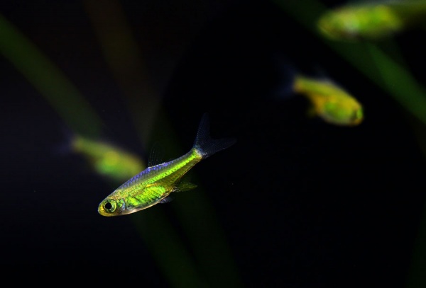Микрорасбора Кубота (Microdevario kubotai) 1,1-1,2 м