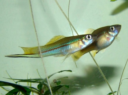 Меченосец Геллера зеленый (Xiphophorus helleri Green)