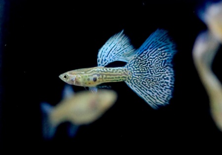 Гуппи голубая трава (Guppy Blue grass)