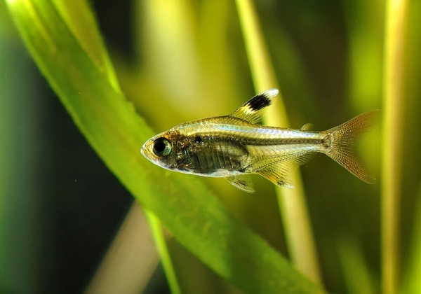 Пристелла прозрачная Тетра (Pristella Maxillaris) 2 см