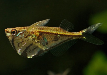 Карнегиелла мраморная (Carnegiella strigata)