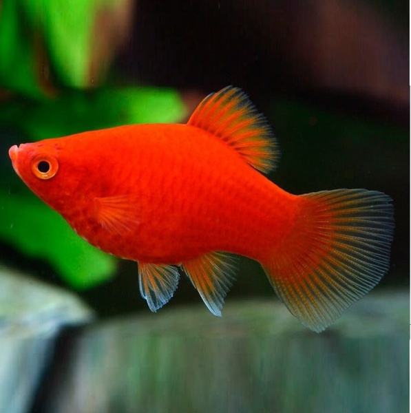 Пецилия красная (Xiphophorus maculatus red Platy)