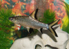 Акулий Балу (Balantiocheilus melanopterus)