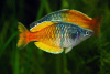 Радужница Боэсмана (Melanotaenia boesemani)