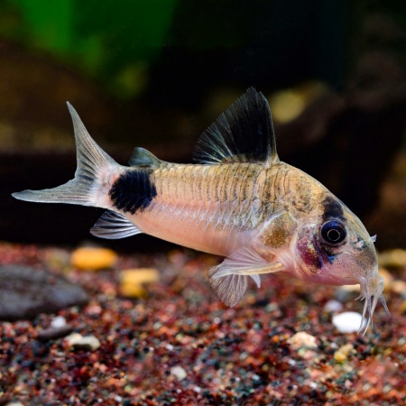 Коридорас Панда (Corydoras panda)  сом  2,2-2,5 см 