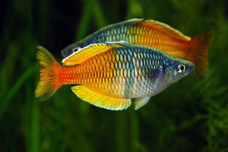 Радужница Боэсмана (Melanotaenia boesemani)
