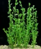 Bacopa monnieri 'Dentate'- Бакпа монниери зубчатая L257