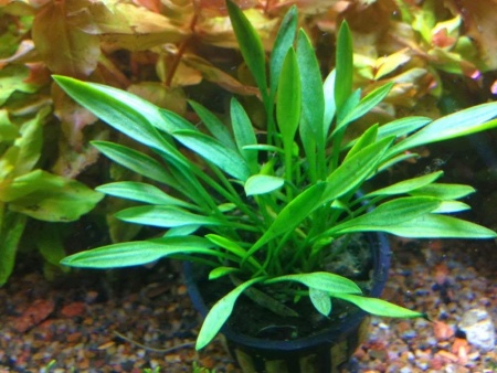 Криптокорина парва (Cryptocoryne parva)