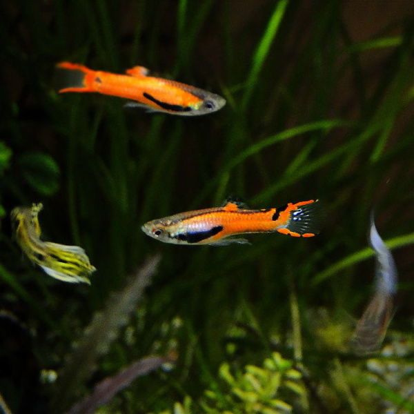 Гуппи Эндлера красный Скарлет  (Guppy) Самец