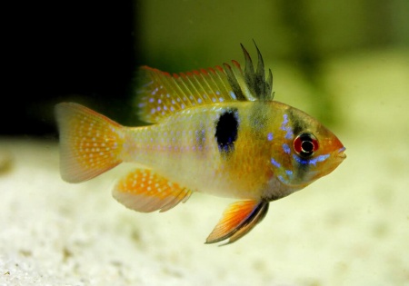 Цихлида Апистограмма Рамирези (apistogramma ramirezi) 3 см