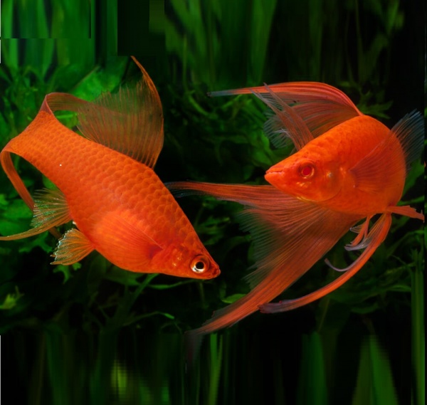 Меченосец Геллера красный лирохвостый (Xiphophorus helleri Red Lyretail)