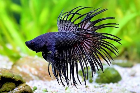 Петушок Коронохвостый черный дым самец (Betta Fish BLACK ORCHID CROWNTAIL)