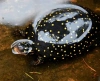 Пятнистая прудовая черепаха (Geoclemys hamiltonii) 5 см 