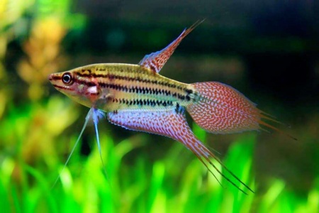 Гурами Ворчащий (Trichopsis vittata)