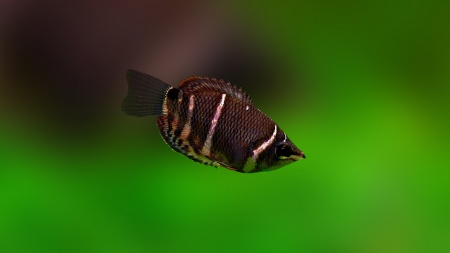 Гурами Шоколадный  (Sphaerichthys osphormenoides)