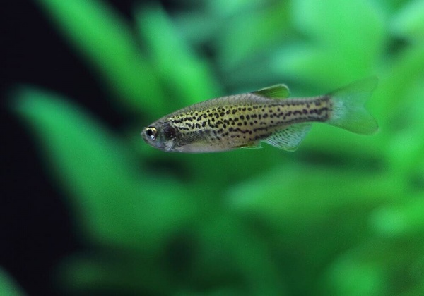 Данио леопардовый (Danio frankei)