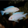 Цихлида Снежный принц (Pseudotropheus socolofi albino) Псевдотрофеус соколофа альбино 4-6 см
