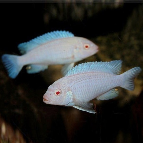 Цихлида Снежный принц (Pseudotropheus socolofi albino) Псевдотрофеус соколофа альбино 4-6 см