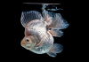 Риукин белый с широким хвостом (Goldfish Ryukin whit-broad tail)