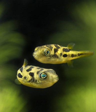 Тетрадон карликовый (Tetraodon travancoricus)