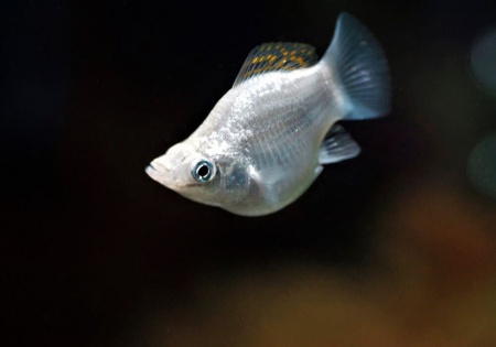 Моллинезия белая баллон (Poecilia sphenops Silver Molly balloon)