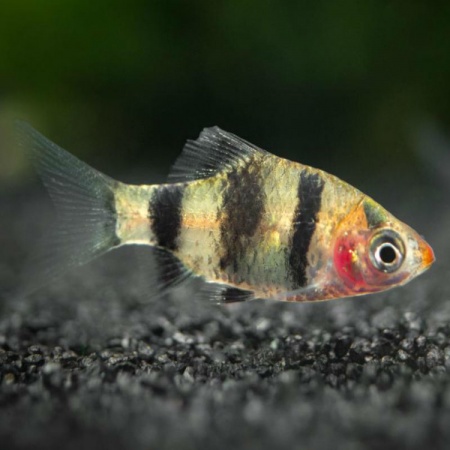 Барбус черный (Barbus nigrofasciatus)
