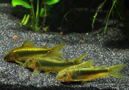 Коридорас золотистый, или бронзовый сом (Corydoras aeneus)