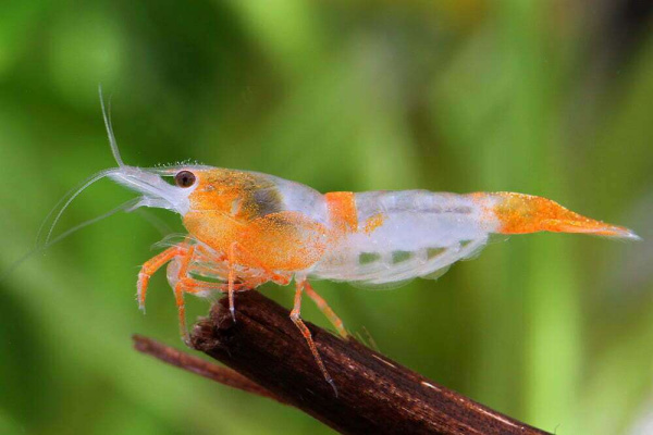 Креветка Рили Orange Rili Br Shrimp  (Neocaridina heteropoda)