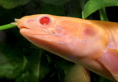 Полиптерус сенегальский альбинос (Polypterus senegalus albino) 5-6 см 