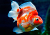 Риукин сакура короткохвостый (Goldfish Ryukin Sakura short tail)