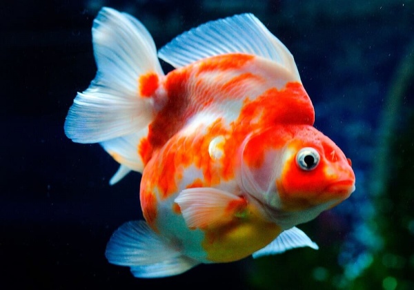 Риукин сакура короткохвостый (Goldfish Ryukin Sakura short tail)