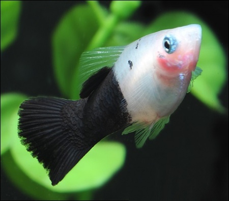 Пецилия панда (Xiphophorus maculatus panda Platy)