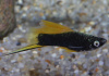 Меченосец Геллера черный флаговый (Xiphophorus helleri Black Sword Hi Fin)