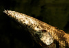 Полиптерус Эндлихера (Polypterus endlicheri) 5-7 см